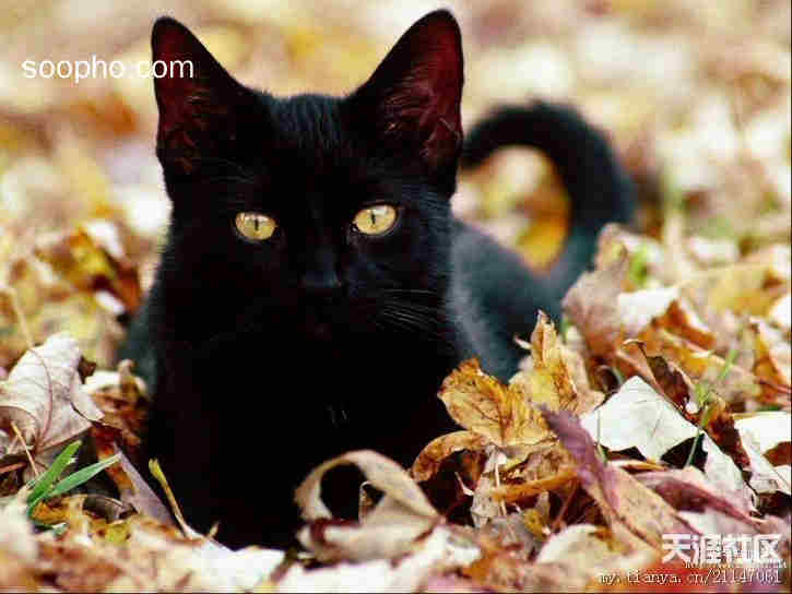 好黑的黑猫